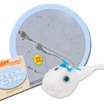 Sperm Cell (Spermatozoon) - Plush Toy