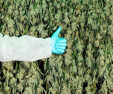 Cannabis growing